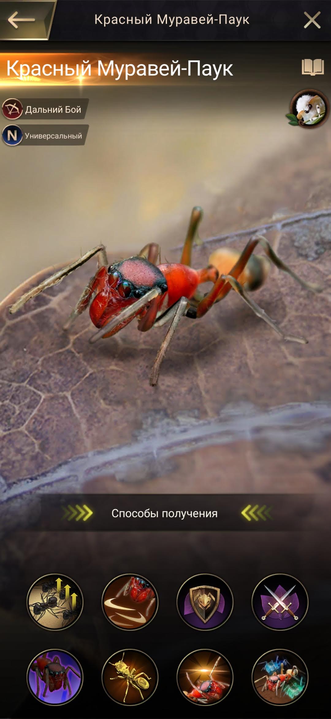 Красный муравей-паук