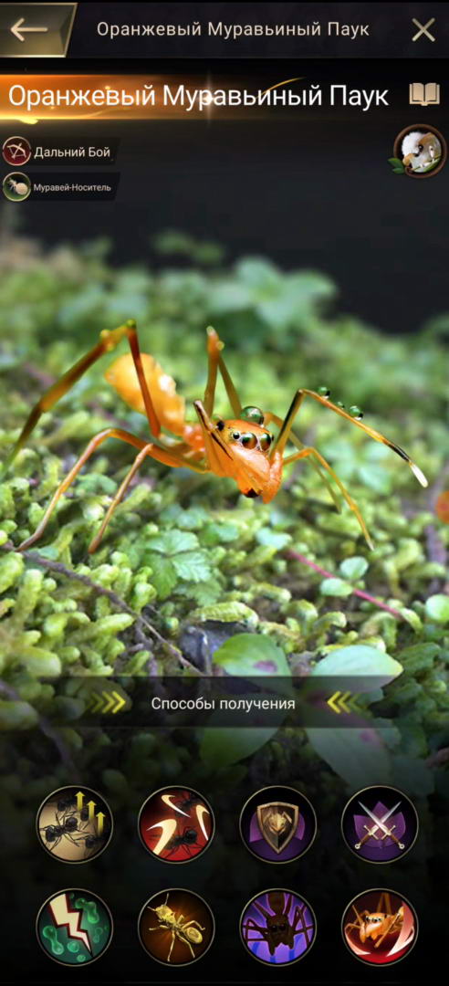 Оранжевый муравьиный Паук