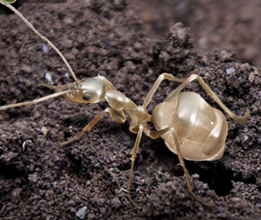 Лептомирмекс Буруэлли - Leptomyrmex Burwelli